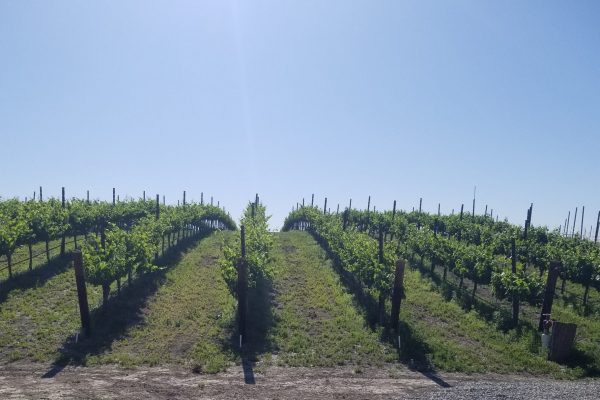 vineyard early summer (2)-min